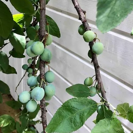 Vakantiehuis House De Charme A Messanges. La Maison Bleue Messanges (Landes)